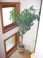 /album/fenykepgaleria/lepcsofordulo-jpg/